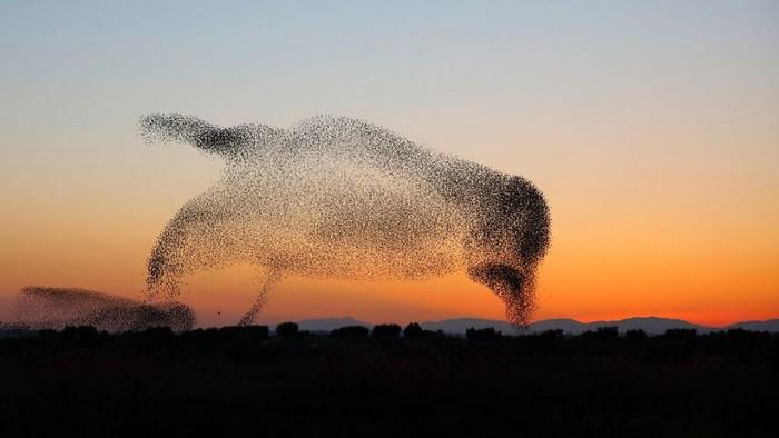 estorninhos formam pássaro gigante no céu (9)