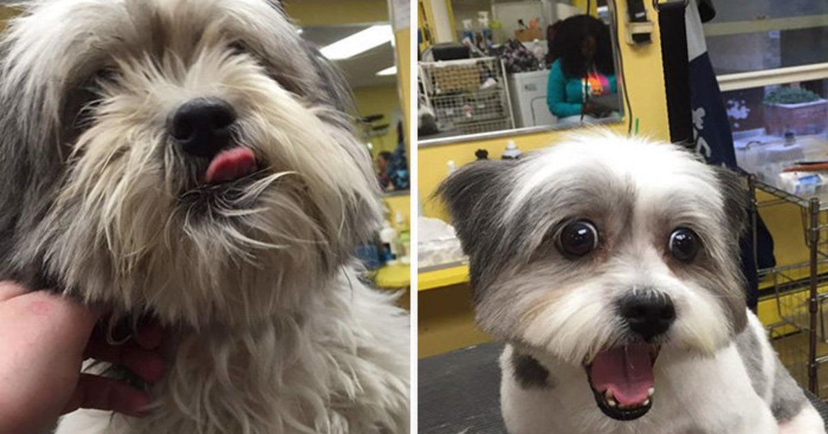 Homem muda o visual de cães de abrigo para ajudá-los a serem adotados