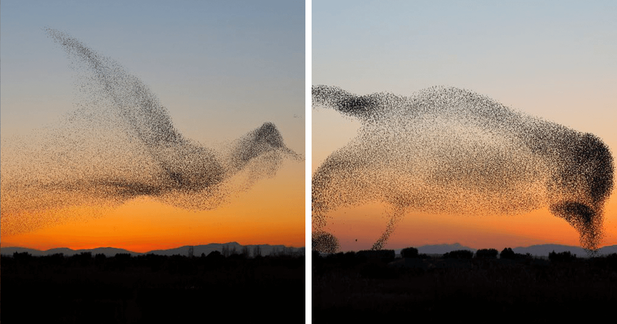 Fotógrafo registra aves e só depois percebe o que capturou