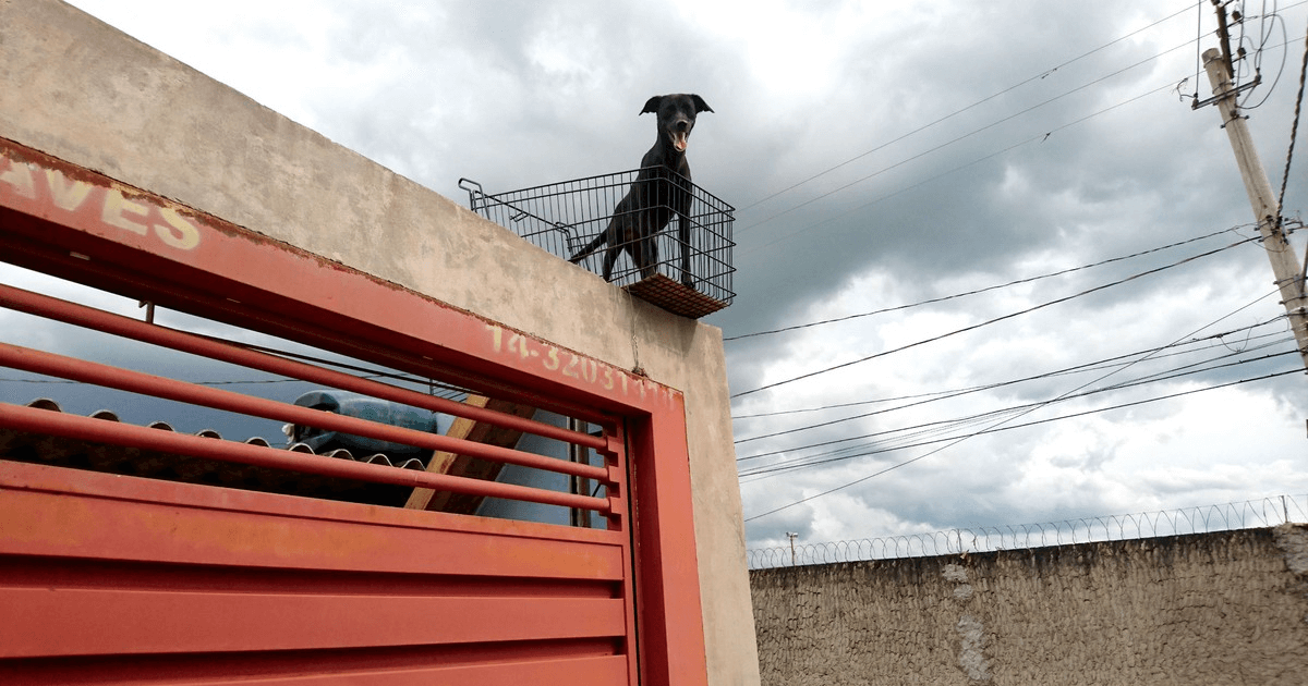 Sacada construída para cachorrinha olhar a rua faz sucesso no bairro