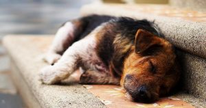 Copa 2018 pode se tornar a maior assassina de cães abandonados da história