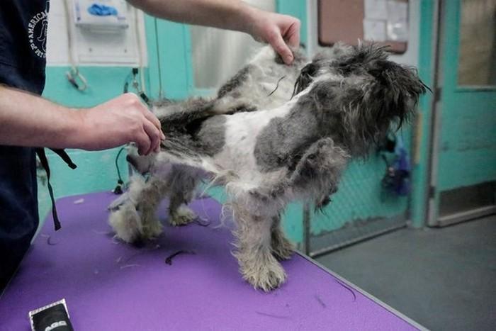 Homem tosa animais de abrigo de graça (9)