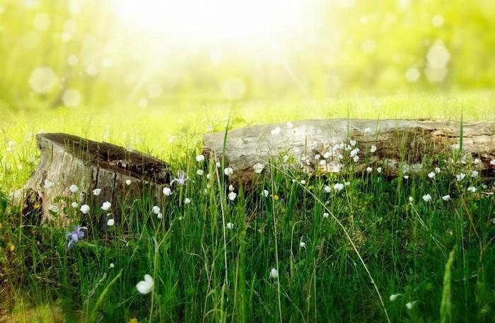 Ciência da cura pela natureza