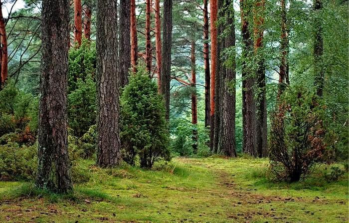 Ciência da cura pela natureza 3