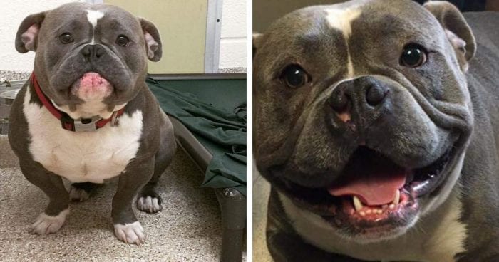 21 fotos do antes e depois desses cachorros serem adotados