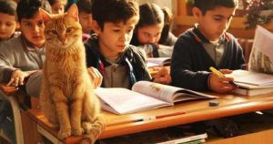 Gatinho passa a morar em sala de aula e aumenta motivação de alunos