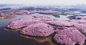 Cerejeiras florescem na China e encantam o mundo com tanta beleza