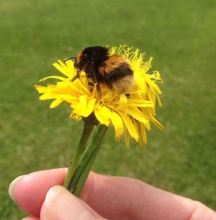 bee