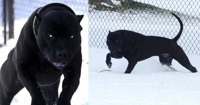 Conheça “Pantera Negra”, o Pit Bull que conquistou a internet com sua cor