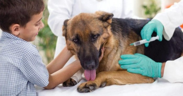 Primeiro hospital veterinário público é inaugurado no Distrito Federal