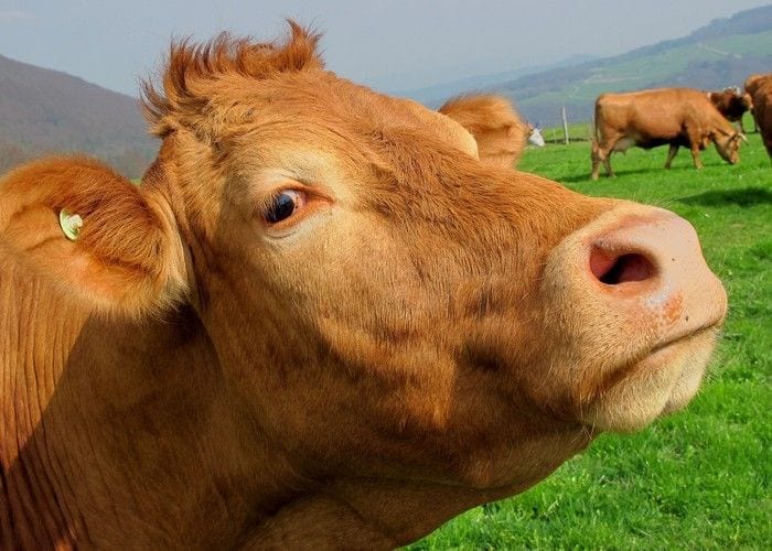 Evitar carnes e laticínios é o melhor para reduzir seu impacto na Terra