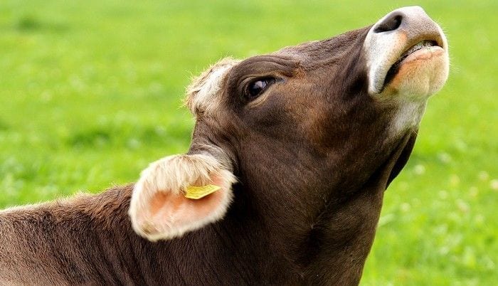 Evitar carnes e laticínios é o melhor para reduzir seu impacto na Terra