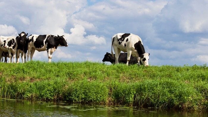 Evitar carnes e laticínios é o melhor para reduzir seu impacto na Terra