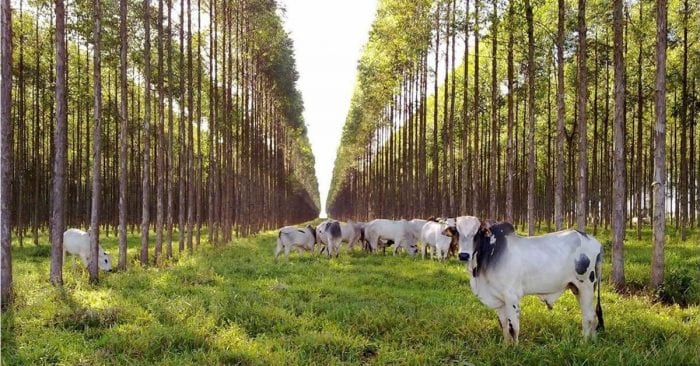 Evitar carnes e laticínios é o melhor jeito de reduzir seu impacto na Terra