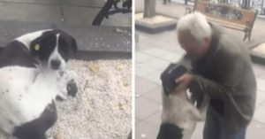 Dono encontra cachorro na rua depois de três anos de buscas