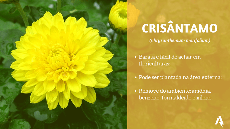 plantas que purificam ar (Crisântamo)