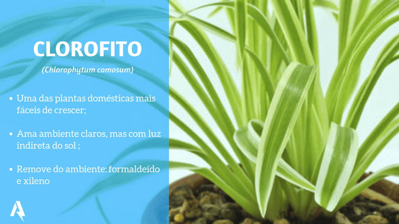 plantas que purificam ar (Clorofito)