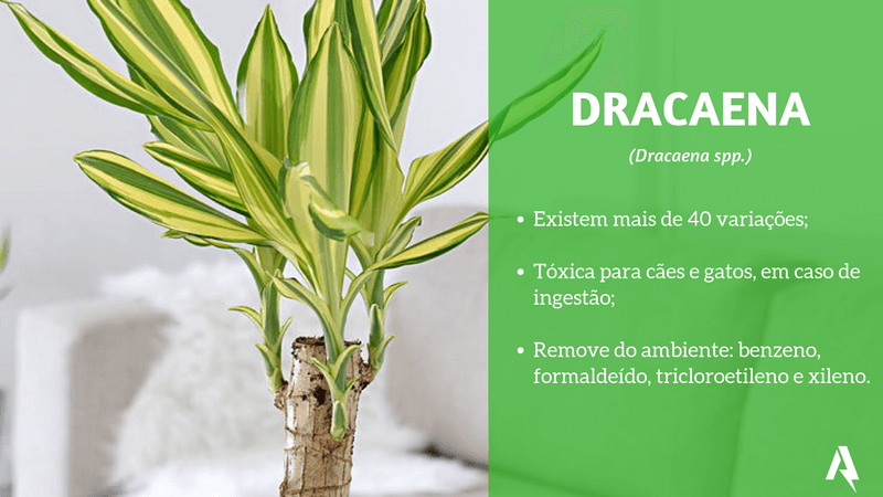 plantas que purificam ar (Dracaena)