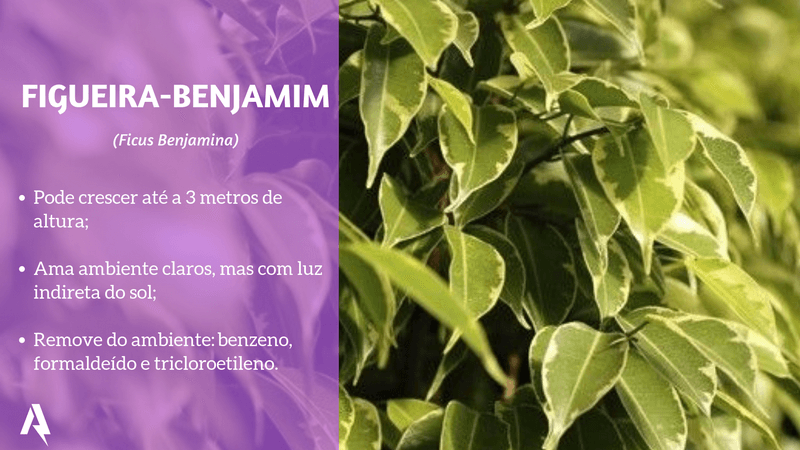 plantas que purificam ar (Figueira-Benjamim)