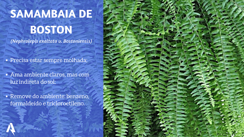 plantas que purificam ar (Samambaia de Boston)