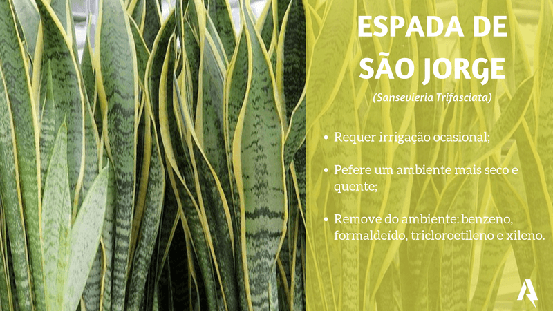 plantas que purificam ar (Espada de São Jorge)