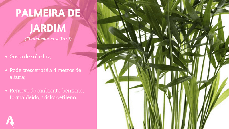 plantas que purificam ar (Palmeira de Jardim)