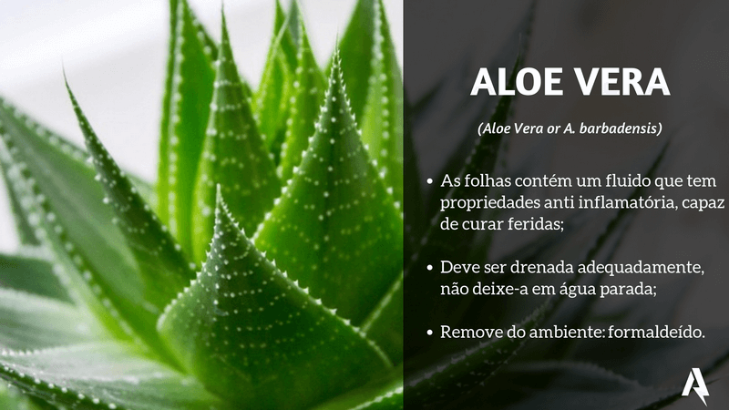 plantas que purificam ar (Aloe Vera)