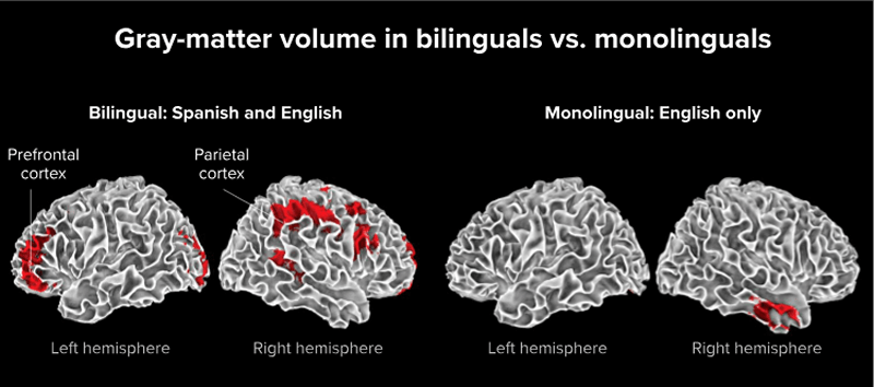 diferença entre ser bilingue e monolingue no cérebro