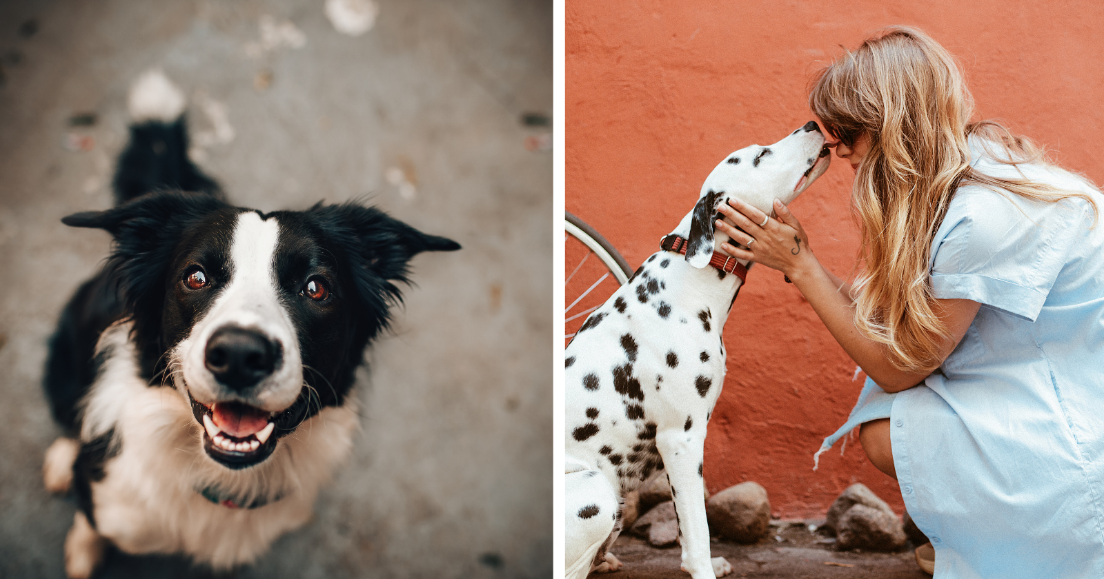 20 razões para convencer qualquer pessoa a ter um cachorro em casa