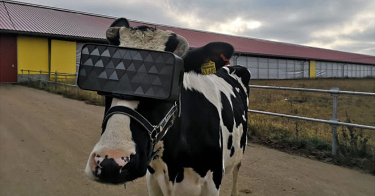 Vacas russas usam óculos de Realidade Virtual para reduzir sua ansiedade e aumentar a produção de leite