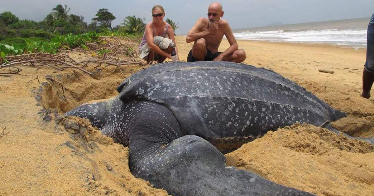 Maior tartaruga marinha do mundo emerge do mar e é incrível