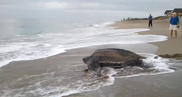 tartaruga gigante