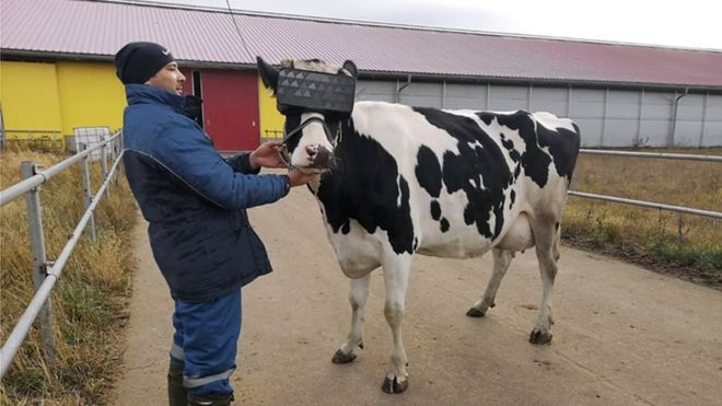 vaca oculos realidade virtual