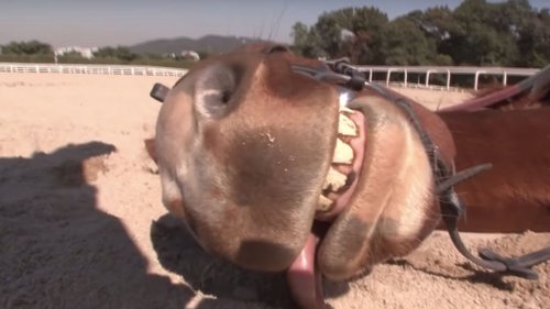 Cavalo com a língua para fora se fingindo de morto mais uma vez