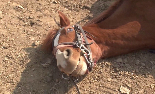 Cavalo que se finge de morto sorrindo para a câmera
