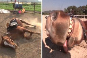 Este cavalo excessivamente dramático gosta de se fingir de morto quando alguém tenta montá-lo