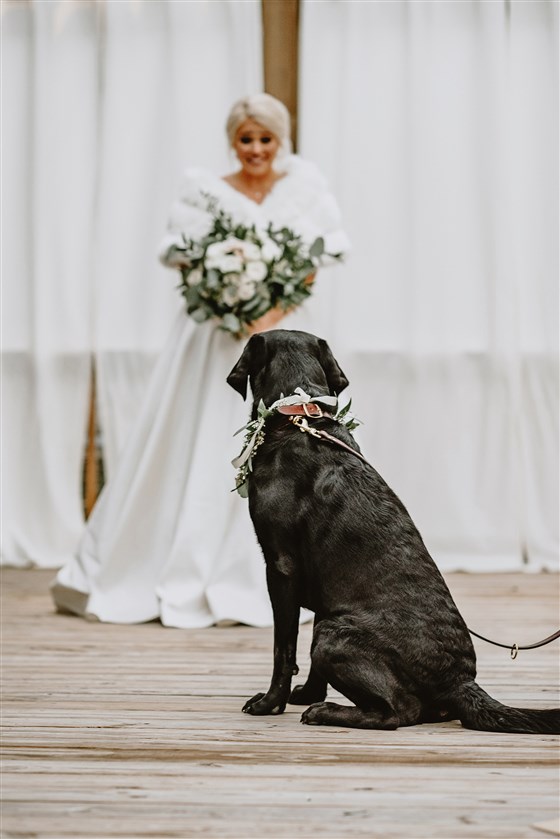 Cachorrinho Zeke dando o primeiro olhar para a noiva