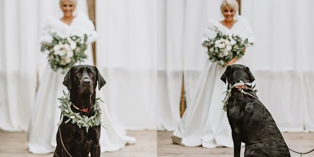 Imagem de capa mostrando a reação do cachorro Zeke ao encontrar sua dona vestida de noiva pela primeira vez