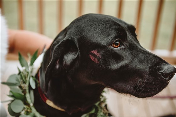 cachorro Zeke com uma marca de beijo da noiva