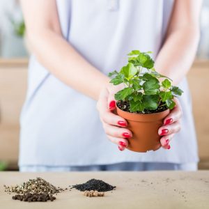 8 benefícios das plantas de interior