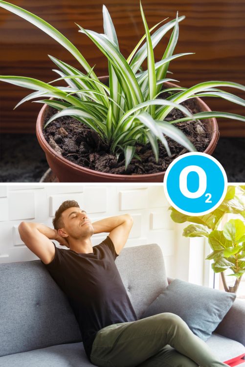 plantas que fazem bem para a saúde