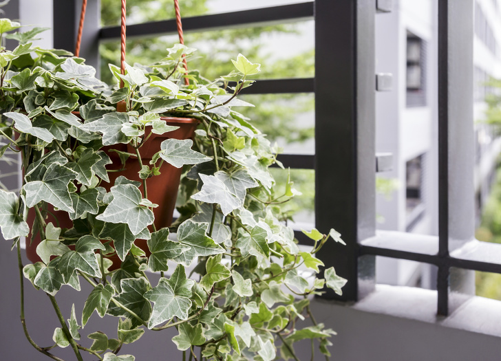 plantas que fazem bem para a saúde