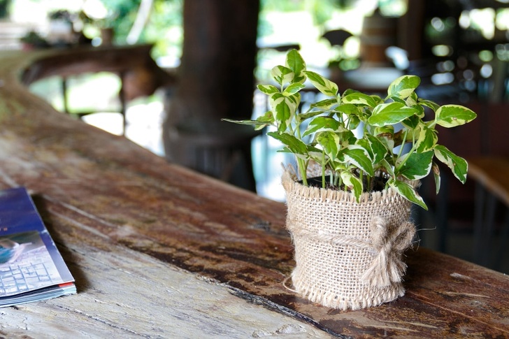 plantas que fazem bem para a saúde