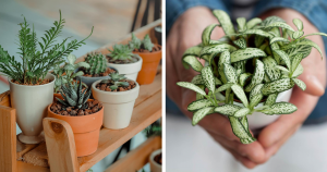 10 plantas de casa que são boas para sua saúde (e fáceis de cuidar)