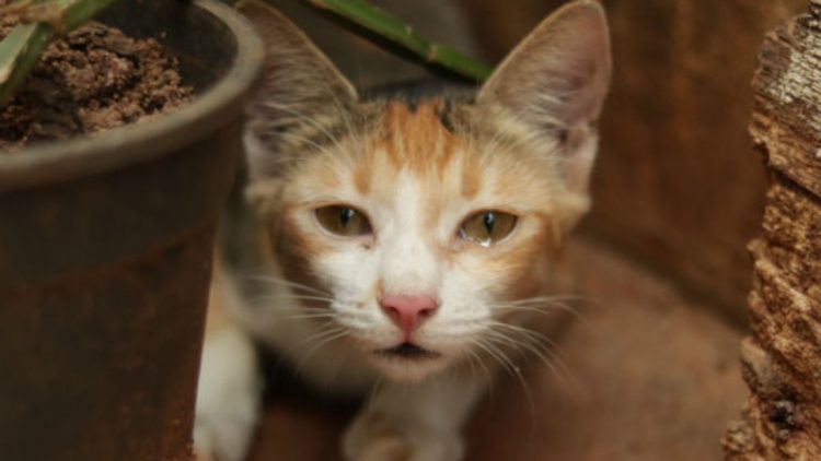 animais podem ter alergia