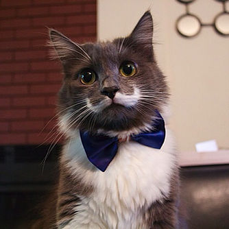 gato-com-bigode