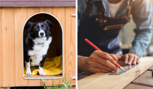 Jovem investe em ideia e cria abrigo para cães de rua com materiais SIMPLES