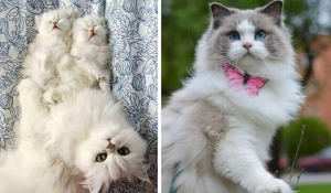 10 gatos que mostraram ser mais bonitos que qualquer padrão de beleza!