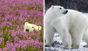 Fotógrafo flagra urso polar em local inusitado e resultado surpreende