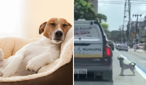 Cão que viu dono entrar em viatura, segue carro e algo inusitado acontece